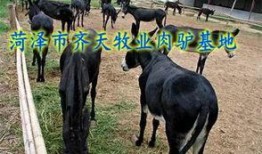 大驴的最新视频爆料,揭秘幕后真相，带你走进事件核心